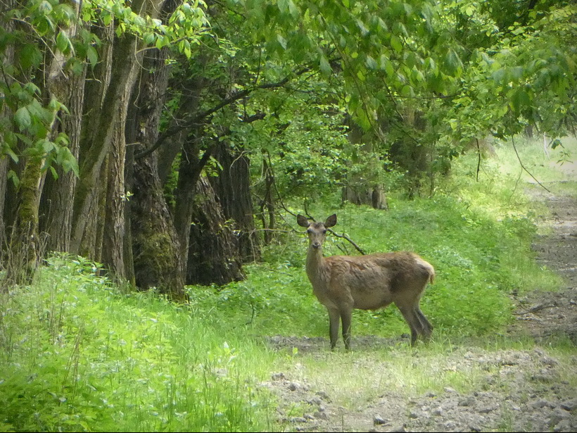 Naziv: P1000095.JPG, pregleda: 267, veličina: 326,7 KB