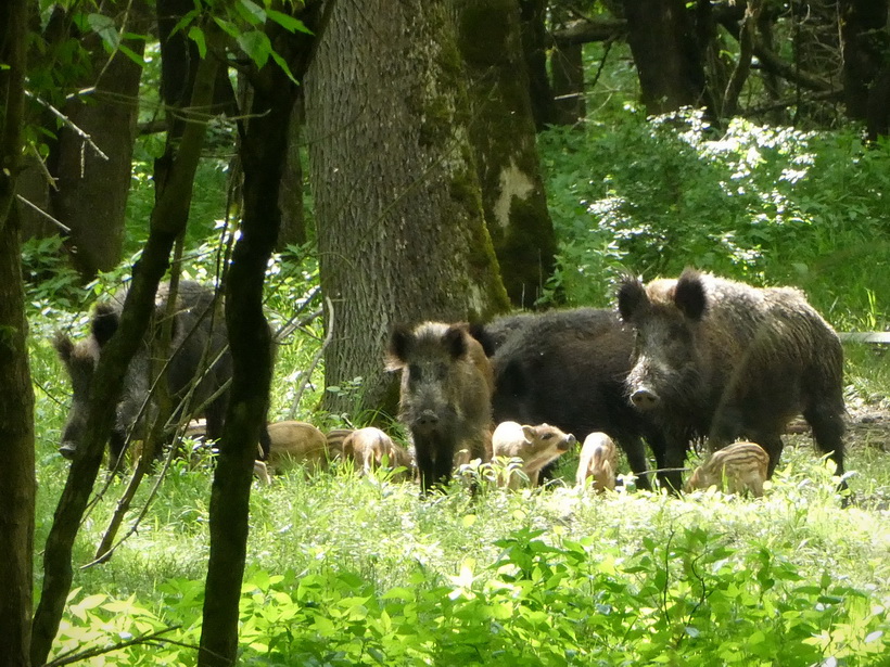 Naziv: P1000600_2.JPG, pregleda: 162, veličina: 306,8 KB