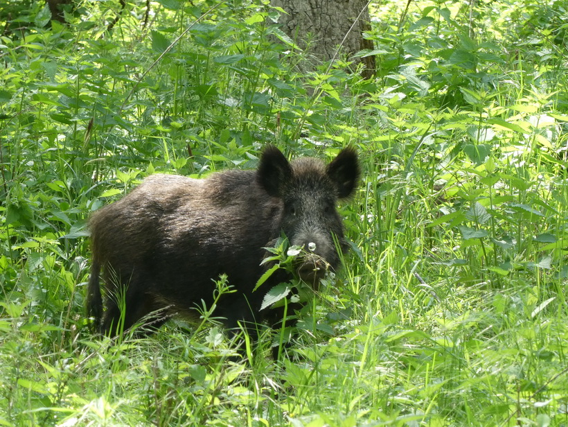 Naziv: P1000478_2.JPG, pregleda: 169, veličina: 365,3 KB