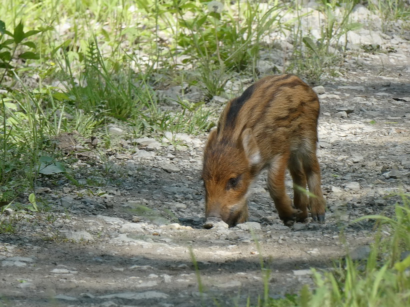 Naziv: P1000530_2.JPG, pregleda: 161, veličina: 296,0 KB