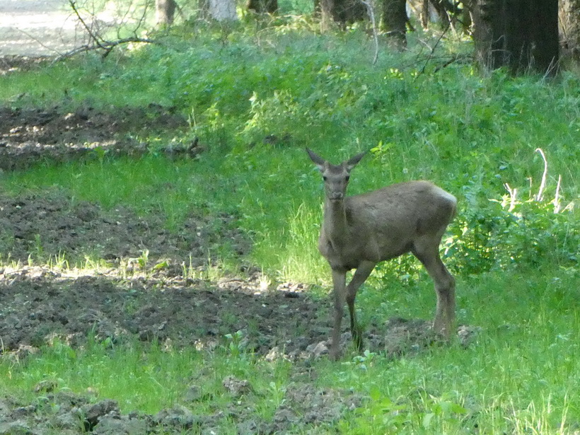 Naziv: P1000772_2.JPG, pregleda: 169, veličina: 303,5 KB