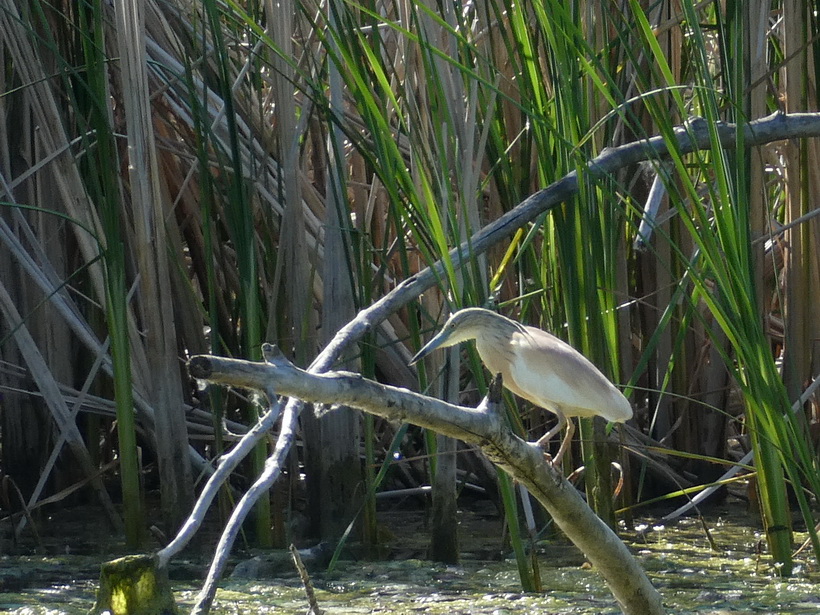 Naziv: P1010902.JPG, pregleda: 253, veličina: 289,9 KB