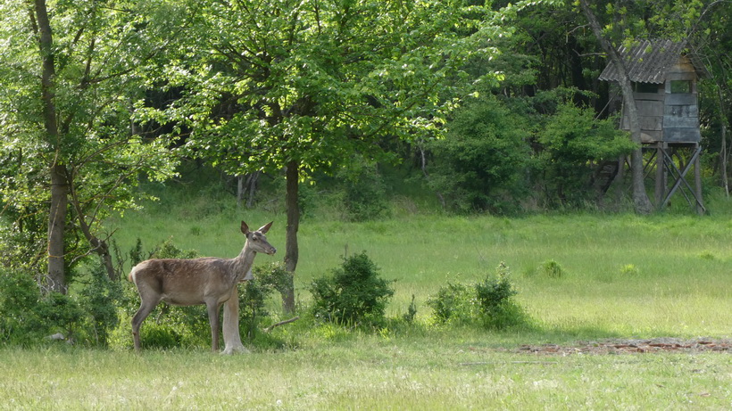 Naziv: P1010637.JPG, pregleda: 291, veličina: 256,9 KB