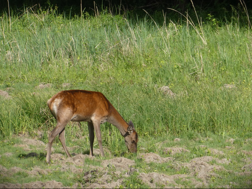 Naziv: P1010429.JPG, pregleda: 256, veličina: 338,8 KB