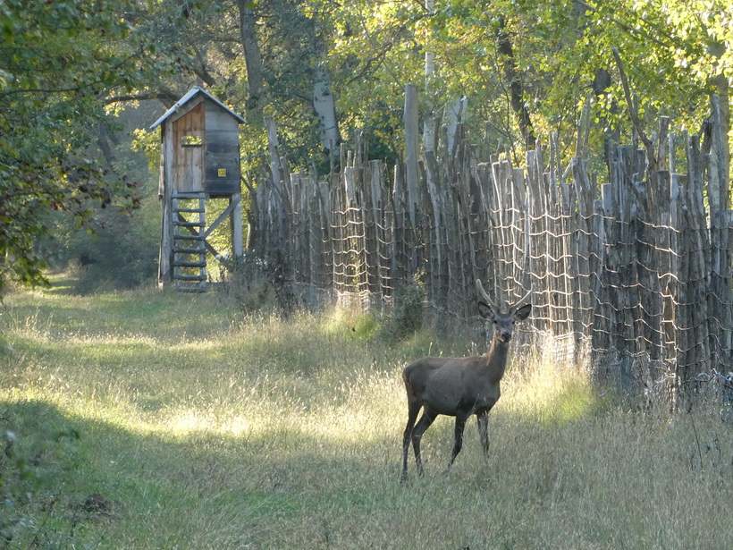Naziv: P1050298.JPG, pregleda: 160, veličina: 329,0 KB