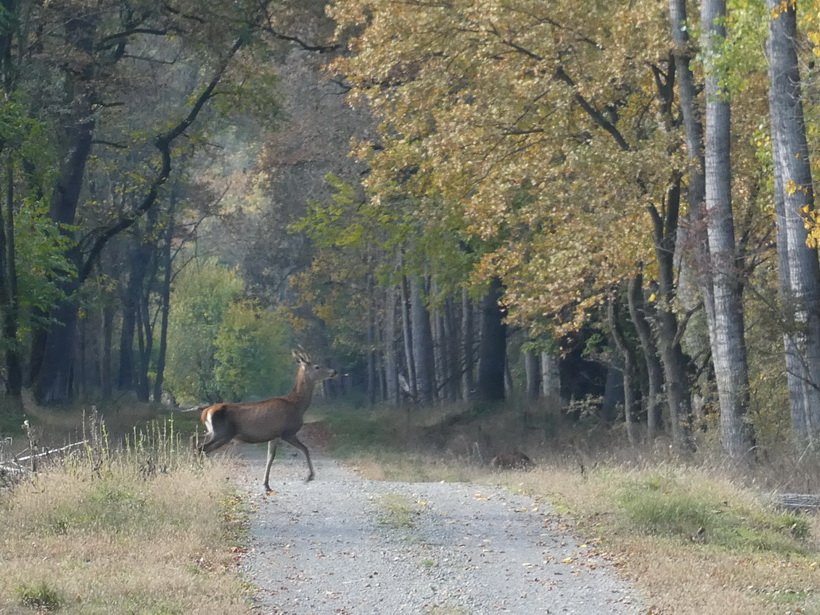 Naziv: forumP1050505.JPG, pregleda: 256, veličina: 285,1 KB