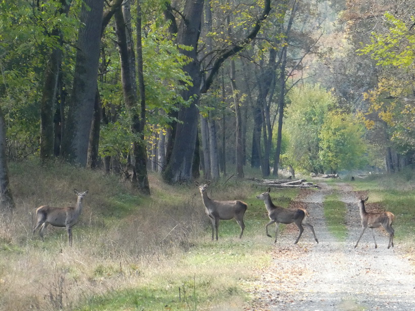 Naziv: forum_P1050571.JPG, pregleda: 248, veličina: 290,9 KB