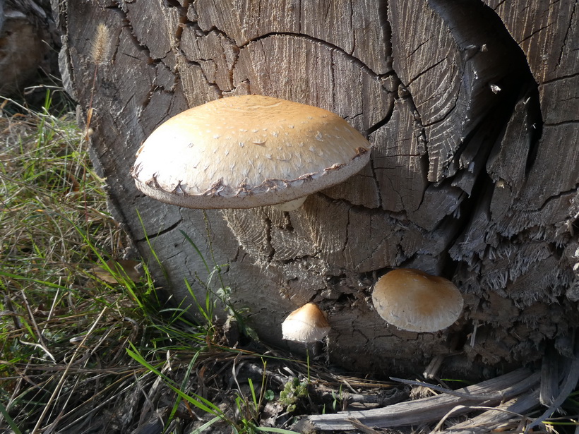 Naziv: forum_P1050459.JPG, pregleda: 247, veličina: 305,9 KB