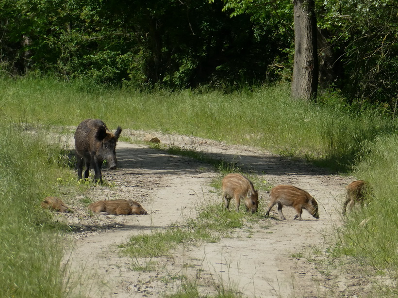Naziv: 1.JPG, pregleda: 142, veličina: 304,2 KB