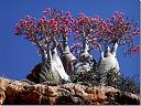 Uslikao, ovekovecio...-socotra_island-11_thumb.jpg