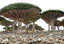 Uslikao, ovekovecio...-socotra_tree_02.jpg