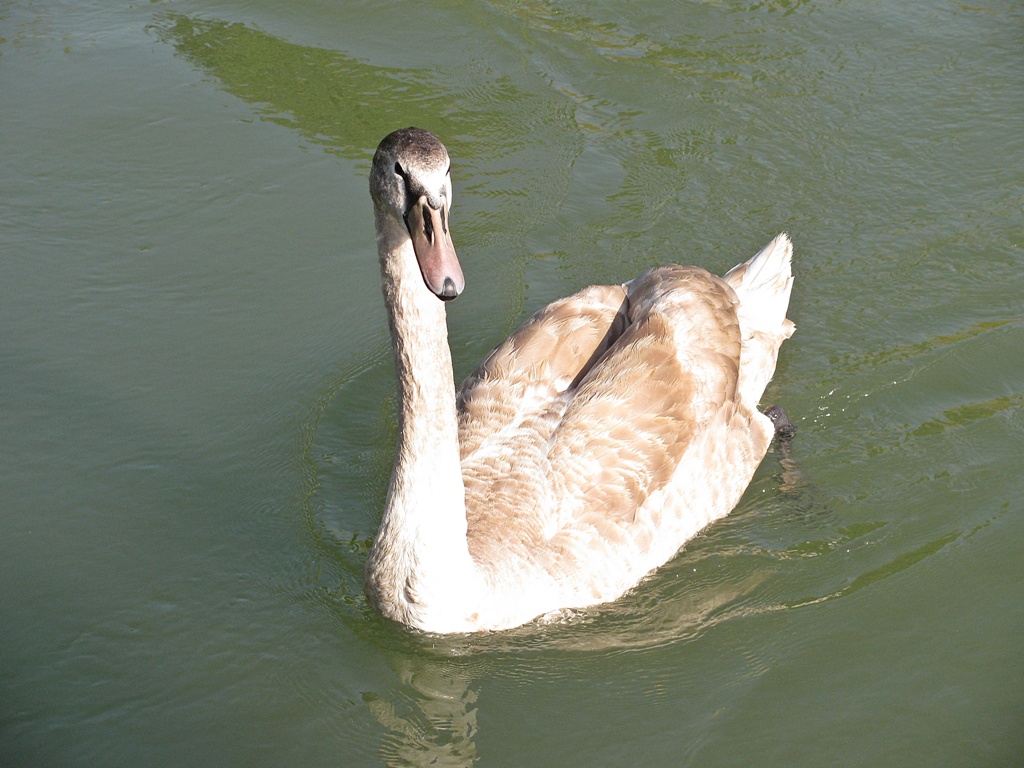 Naziv: IMG_3795....jpg, pregleda: 140, veličina: 261,1 KB