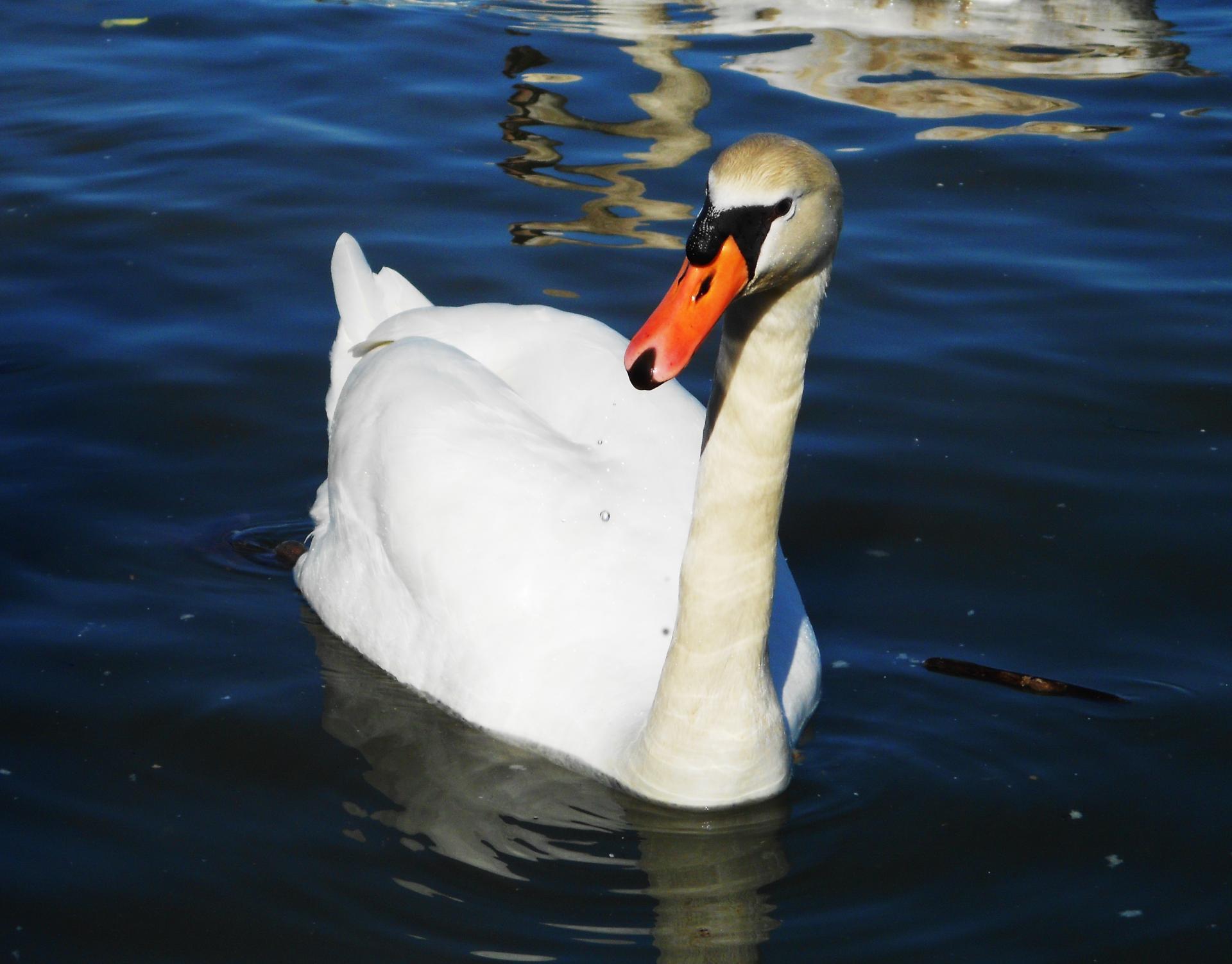 Naziv: f11.jpg, pregleda: 142, veličina: 180,4 KB