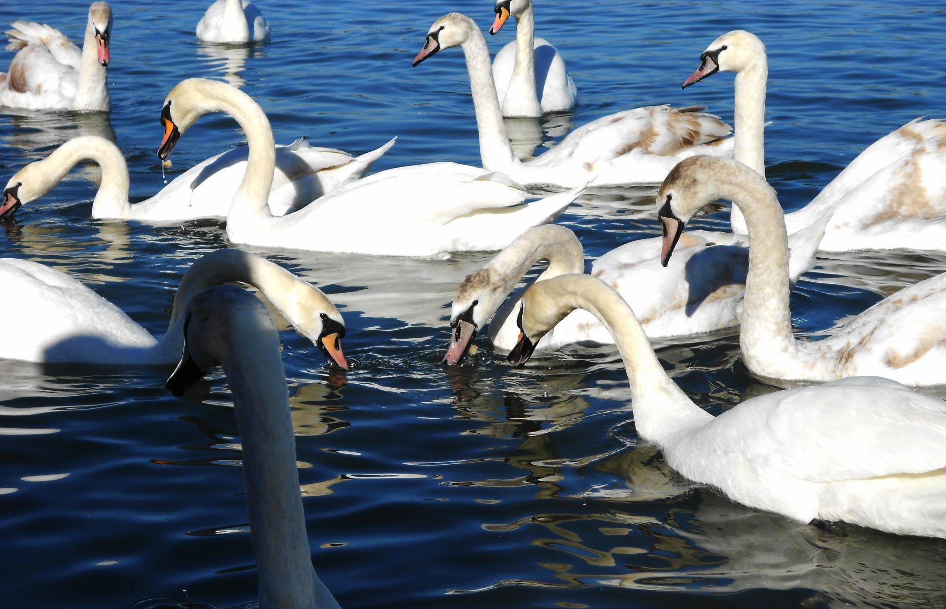 Naziv: f5.jpg, pregleda: 128, veličina: 269,0 KB