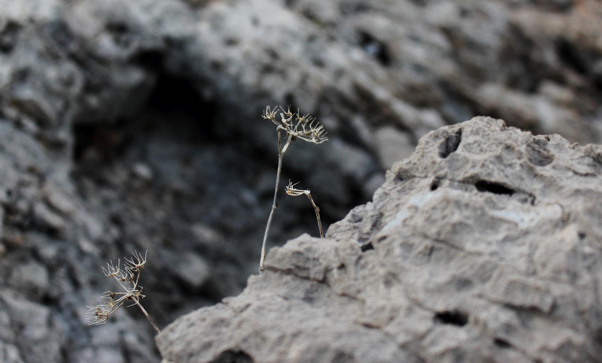 Naziv: IMG_2445.jpg, pregleda: 122, veličina: 150,7 KB