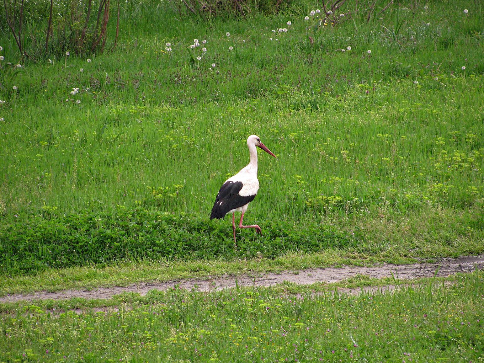 Naziv: IMG_6974 ....jpg, pregleda: 118, veličina: 505,4 KB