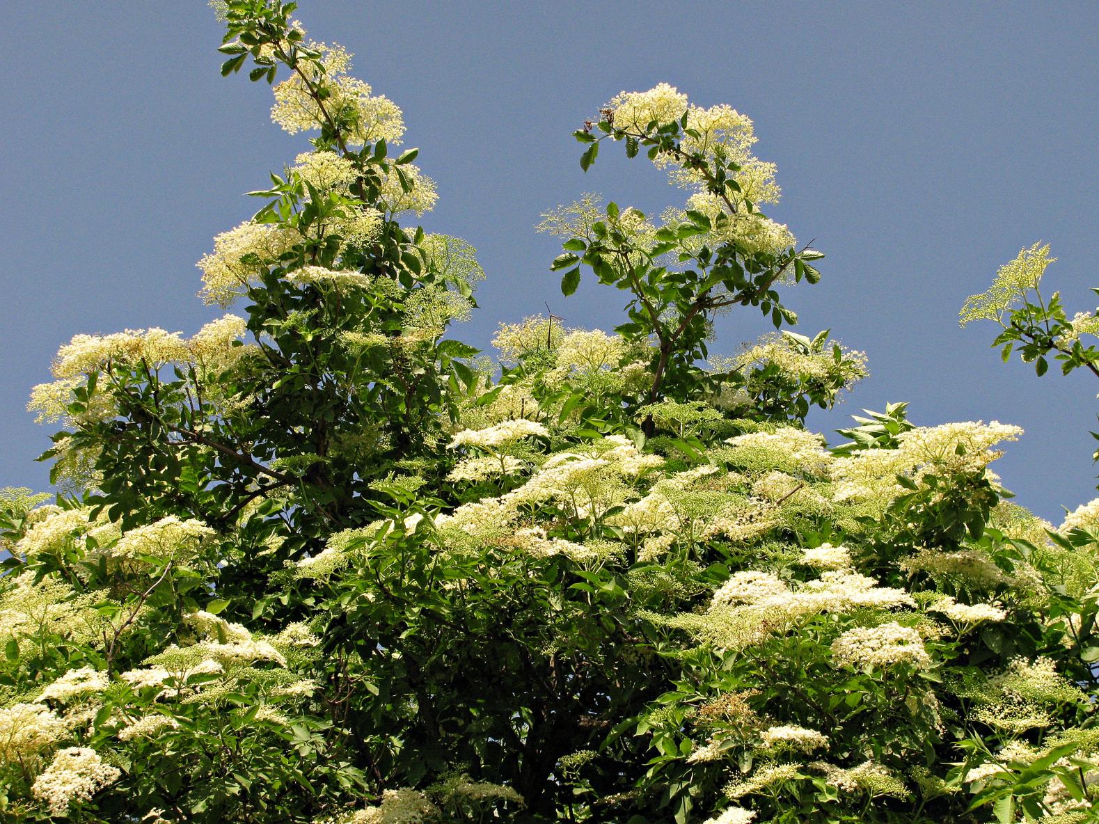 Naziv: IMG_7122 ....jpg, pregleda: 130, veličina: 503,6 KB