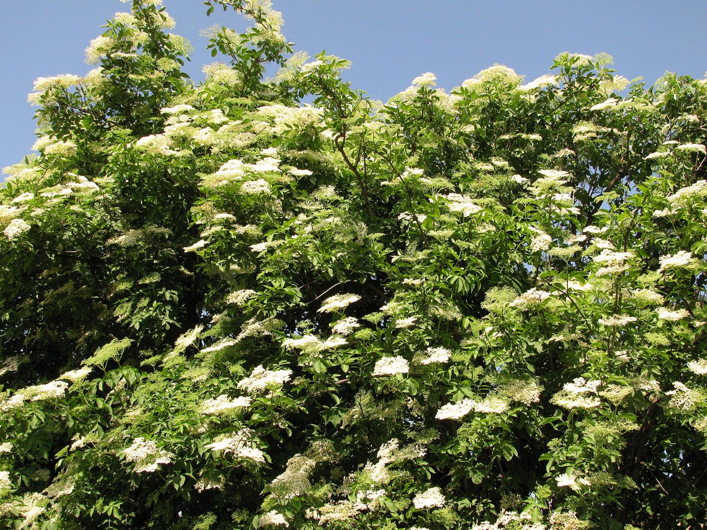 Naziv: IMG_7124 ....jpg, pregleda: 132, veličina: 523,1 KB