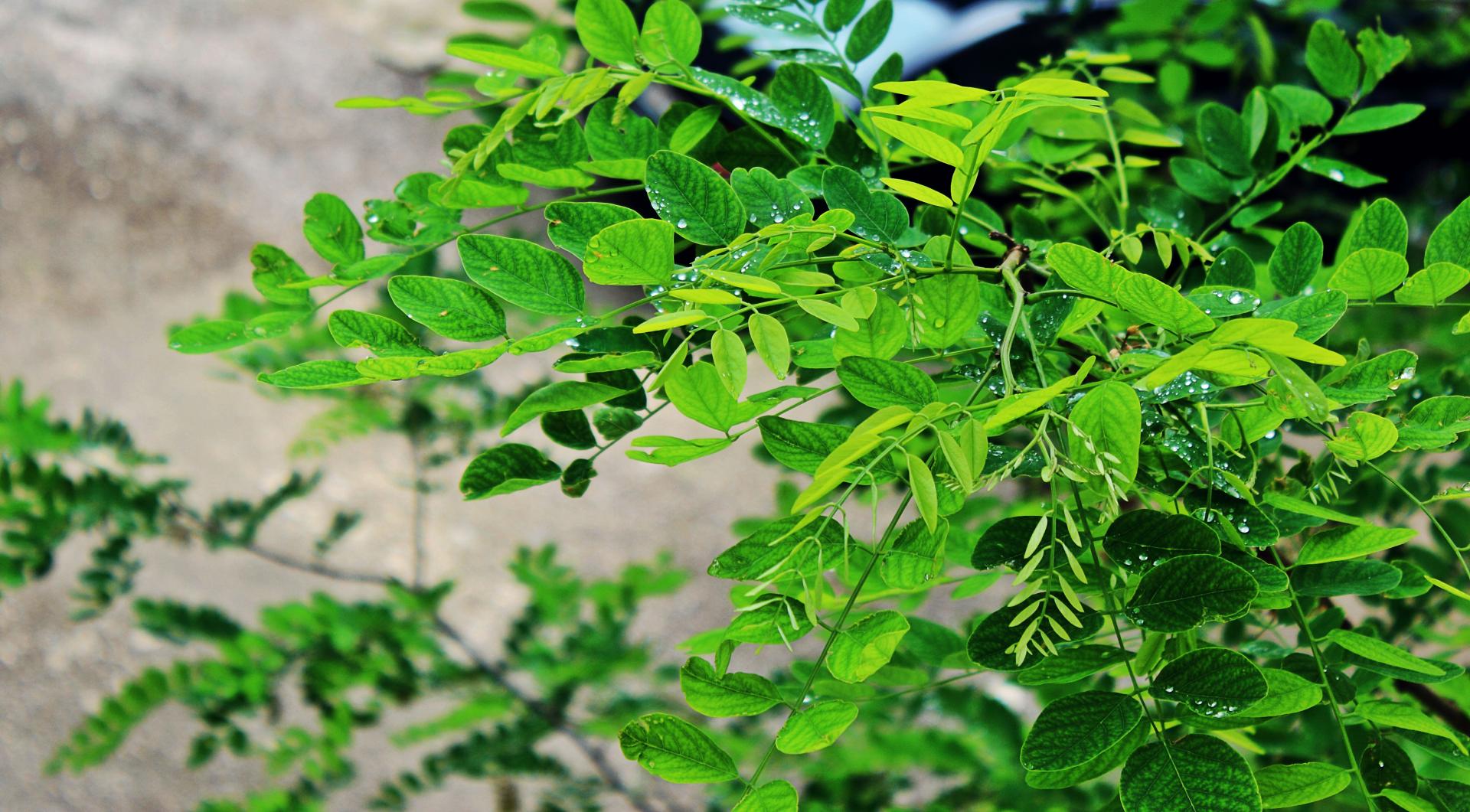 Naziv: IMG_3229.jpg, pregleda: 109, veličina: 291,6 KB