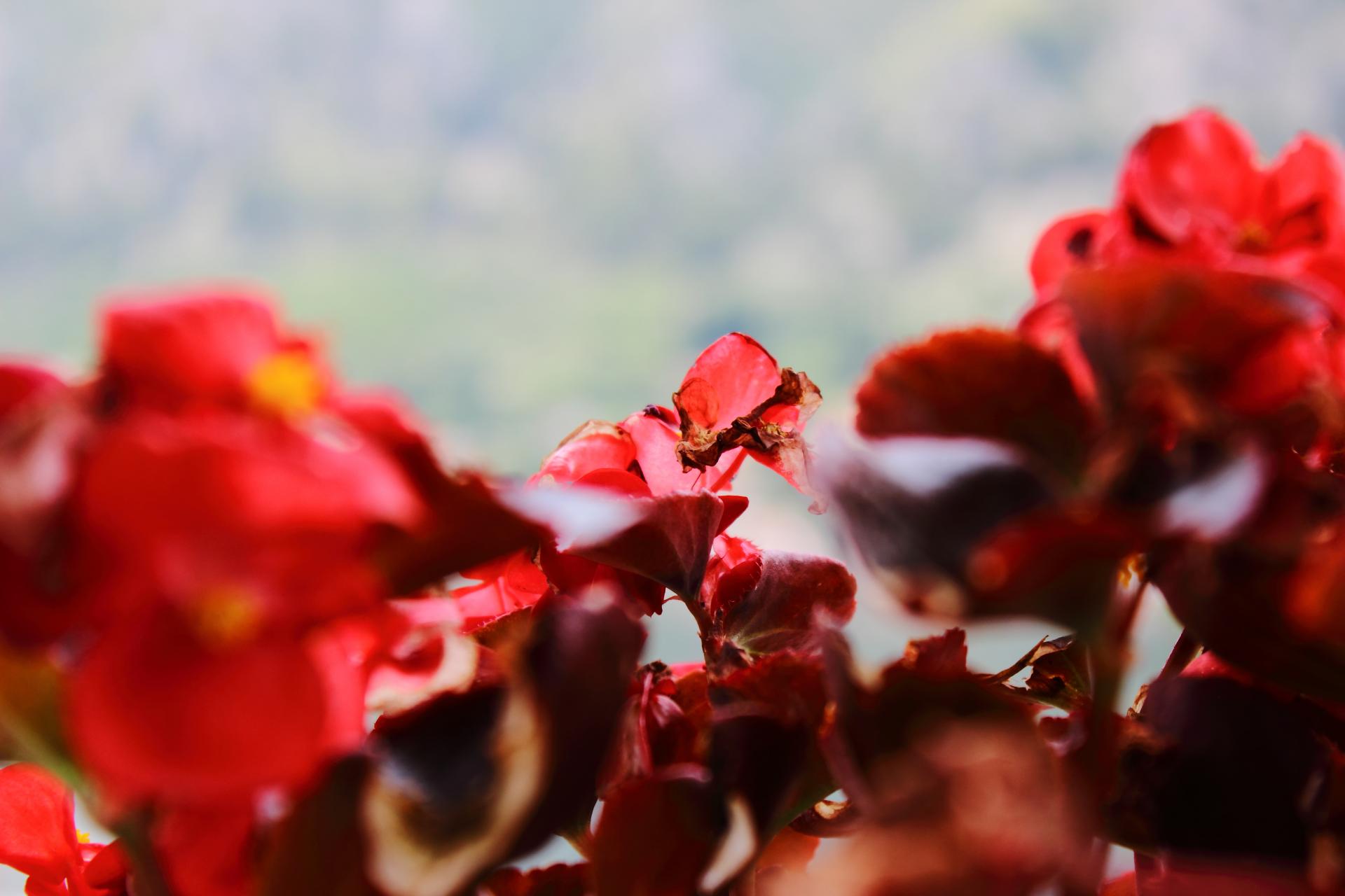 Naziv: IMG_3732.jpg, pregleda: 213, veličina: 125,0 KB