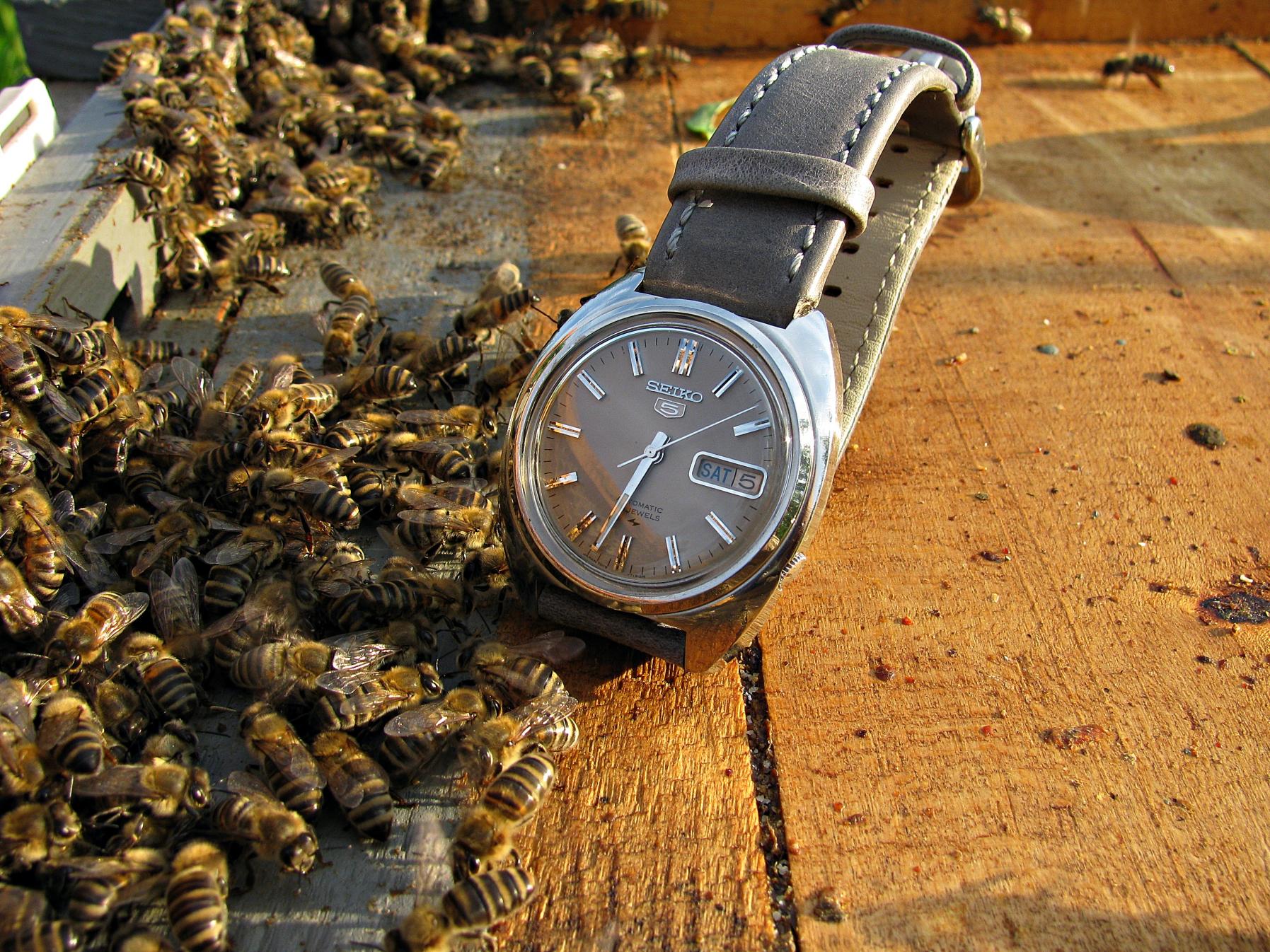 Naziv: IMG_8841 ....jpg, pregleda: 261, veličina: 499,4 KB