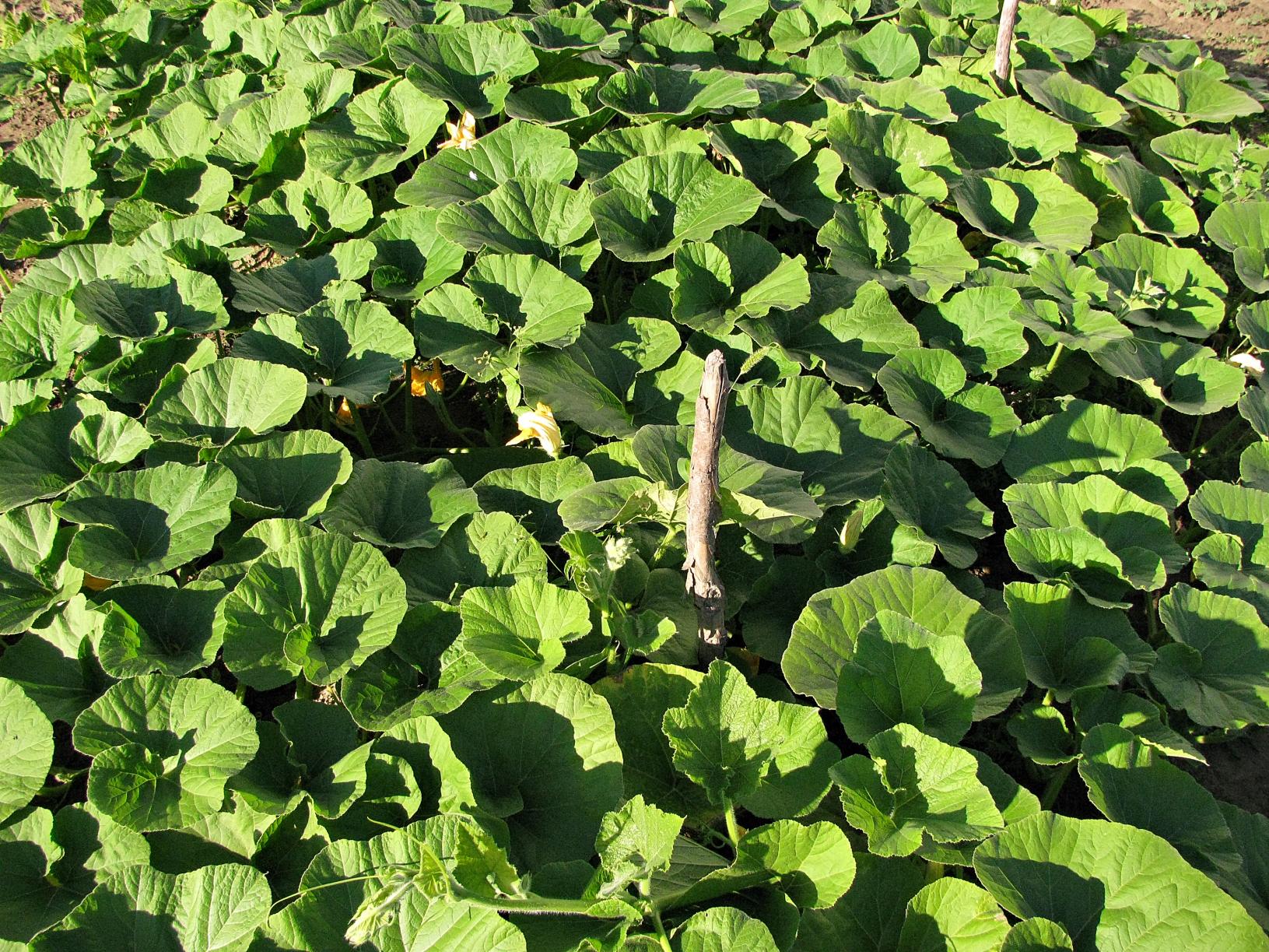 Naziv: IMG_8380 ....jpg, pregleda: 253, veličina: 507,8 KB