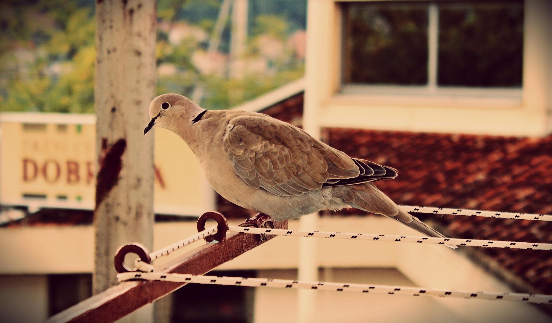 Naziv: IMG_4737.jpg, pregleda: 156, veličina: 193,9 KB