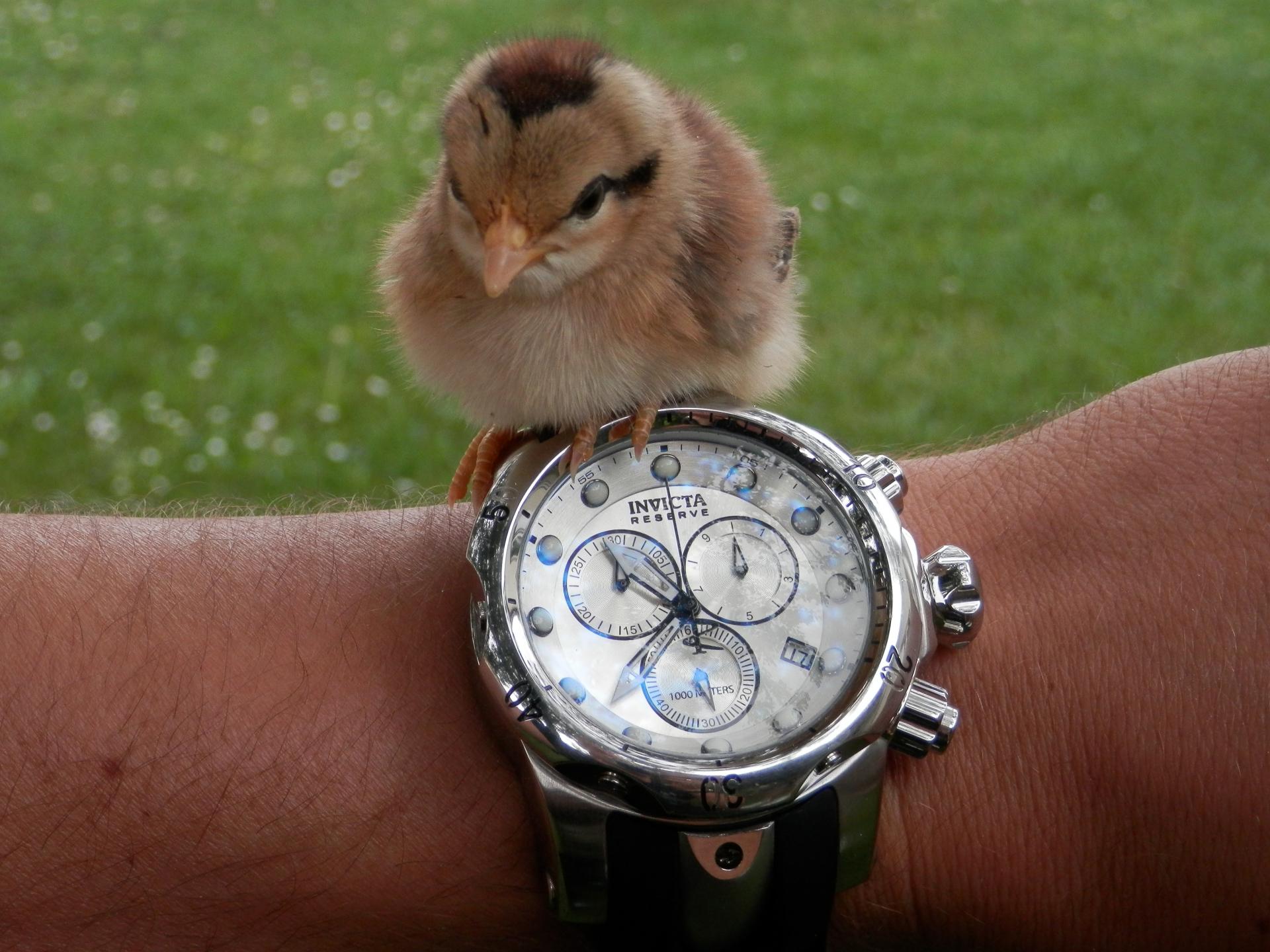 Naziv: P6171864.jpg, pregleda: 205, veličina: 277,3 KB