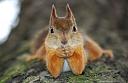 Svet Satova slavi rodjendan!-cute-animals-squirrel-lying-down-looking-camera-pics.jpg