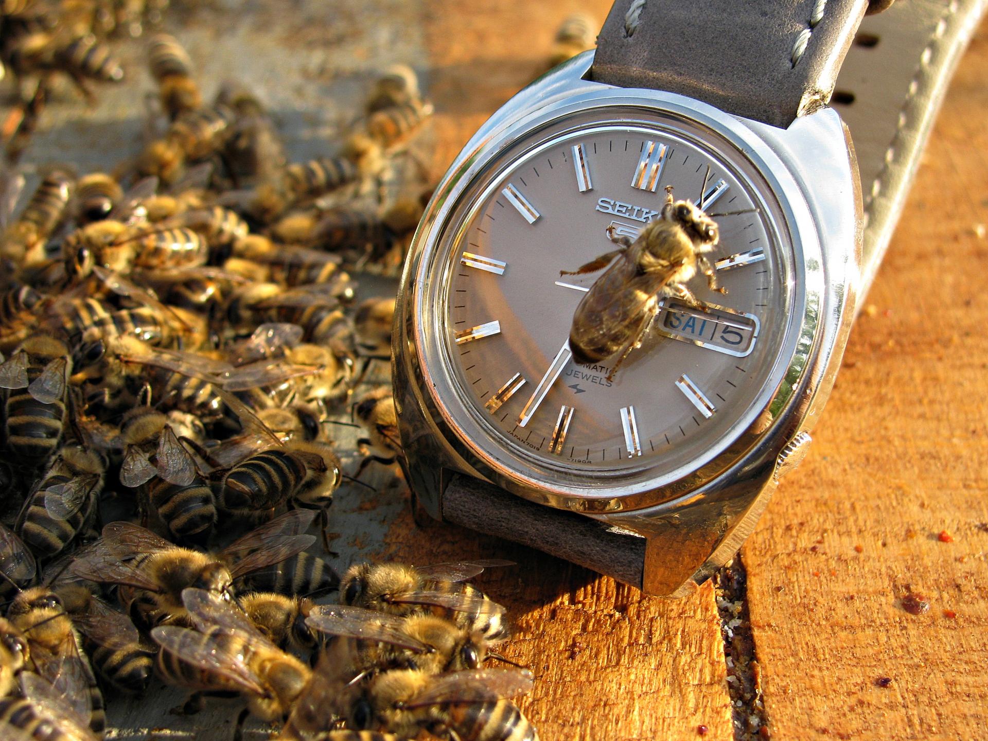 Naziv: IMG_8842 ....jpg, pregleda: 388, veličina: 439,7 KB