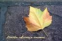 Zimsko računanje vremena u 2012. godini-autumn-leaf.jpeg