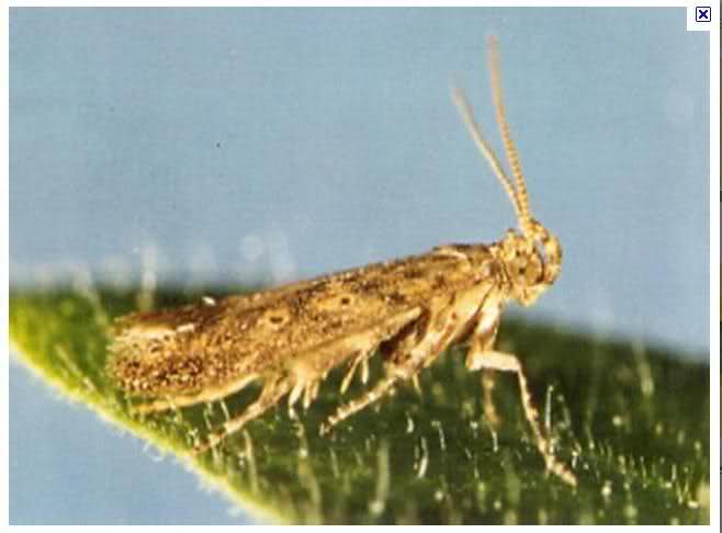 Naziv: 4g3n07.jpg, pregleda: 238, veličina: 24,0 KB