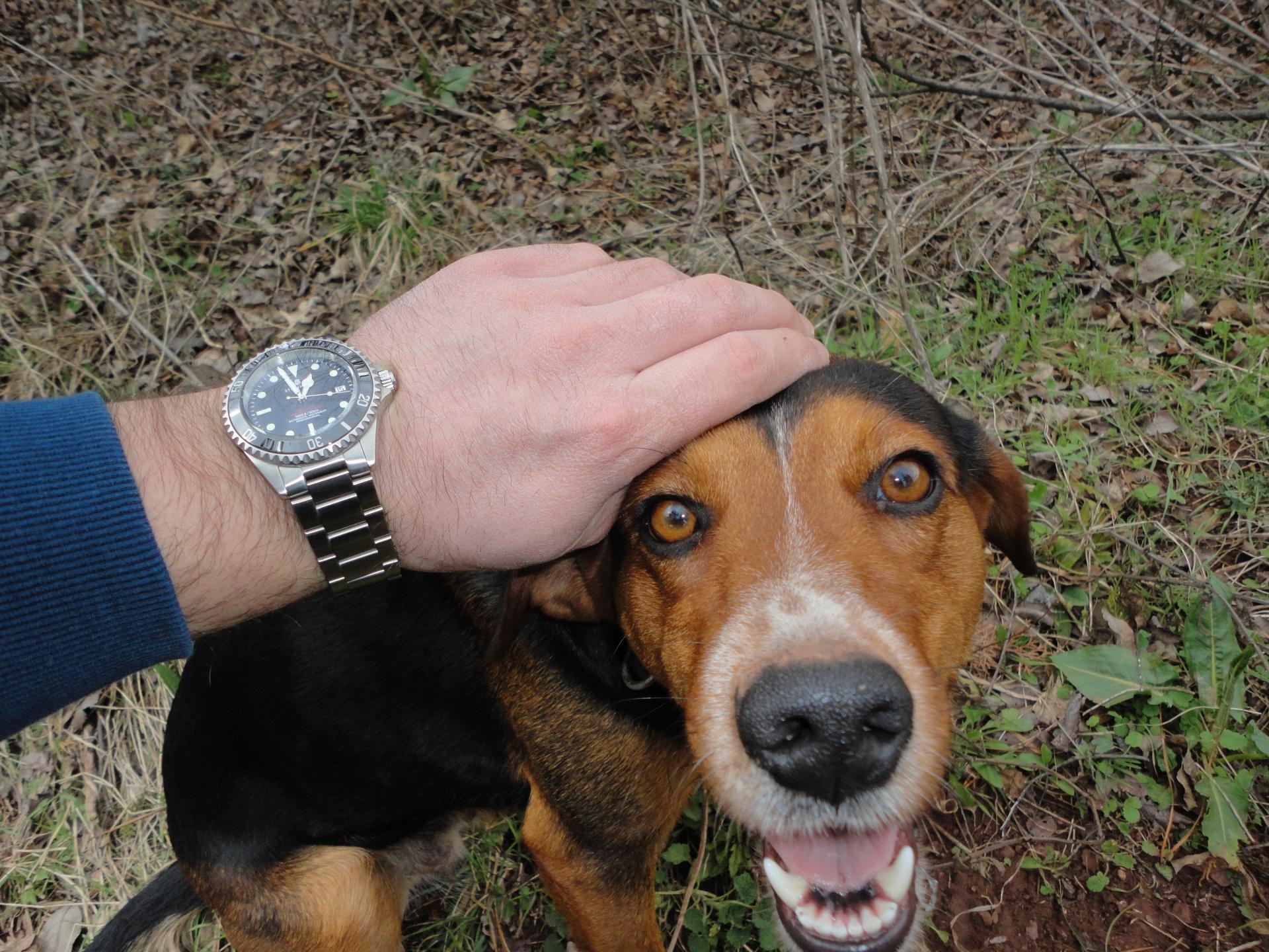 Naziv: DSC04322.jpg, pregleda: 176, veličina: 436,1 KB