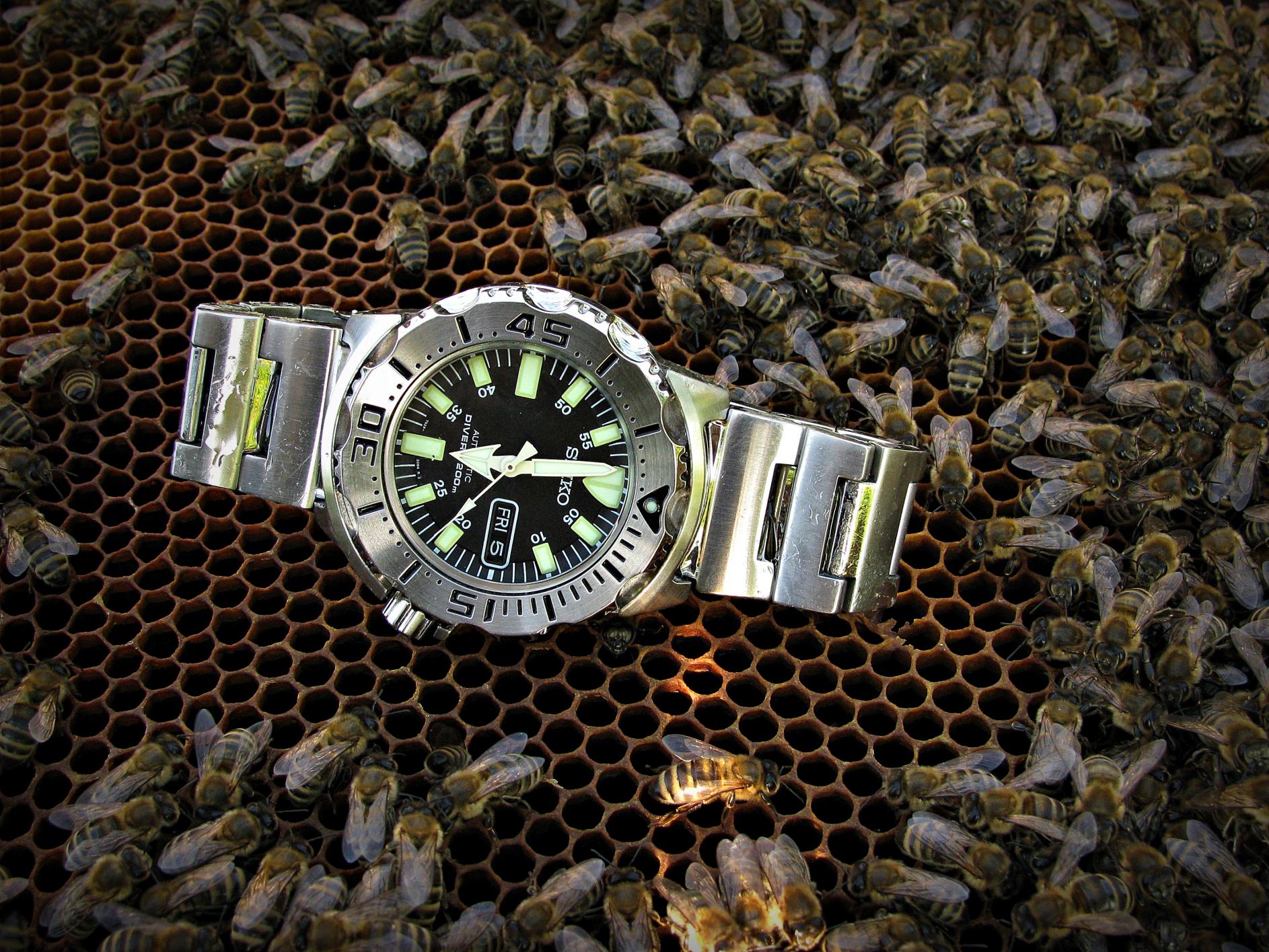 Naziv: IMG_1815 ....jpg, pregleda: 212, veličina: 491,2 KB