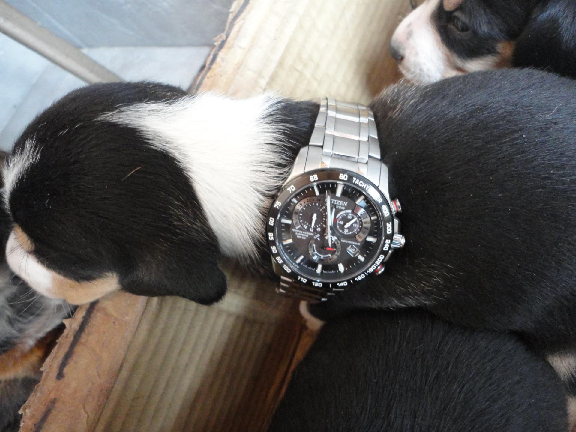 Naziv: DSC04865.jpg, pregleda: 224, veličina: 283,6 KB