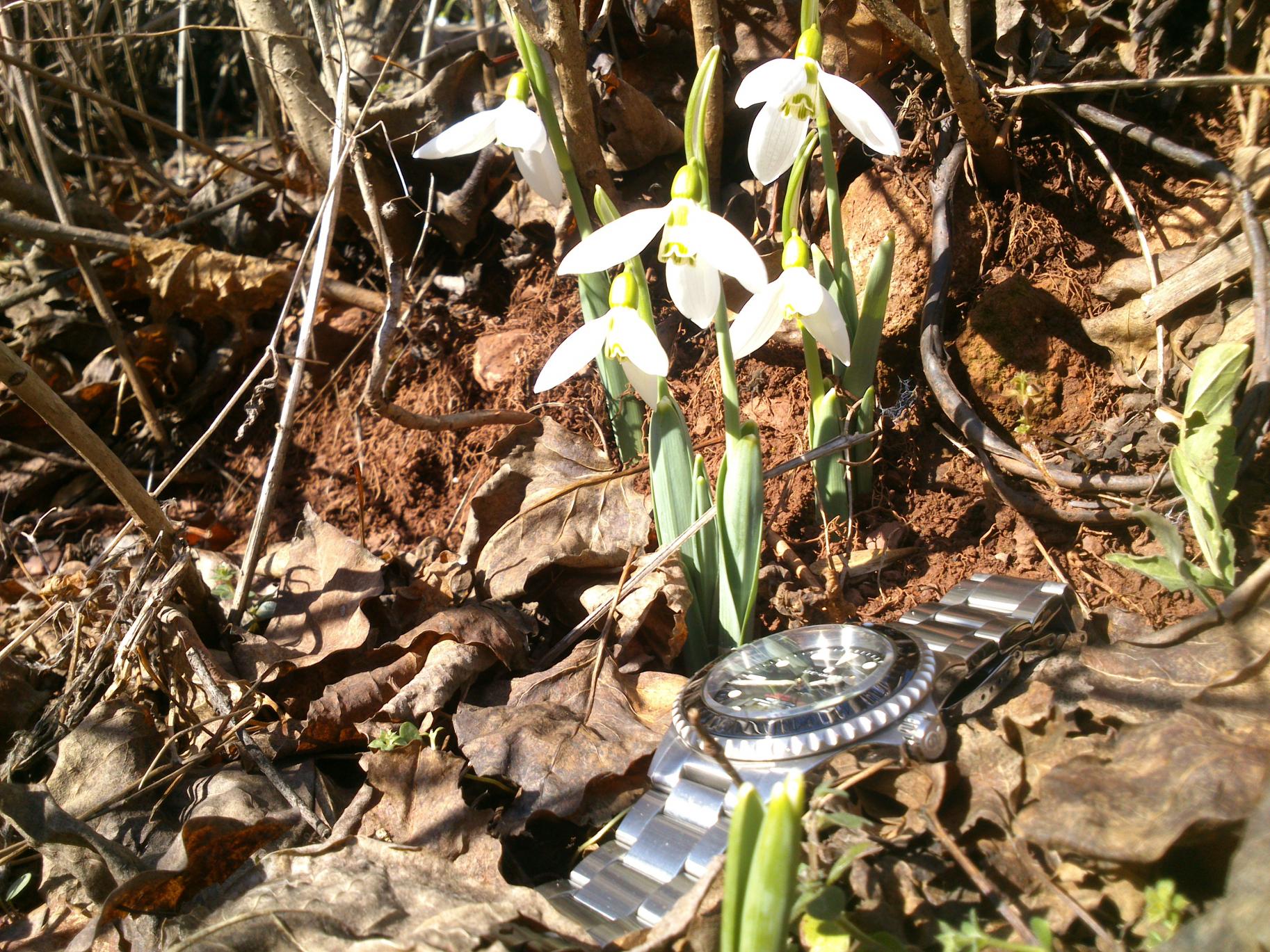 Naziv: DSC_2985.jpg, pregleda: 205, veličina: 501,7 KB