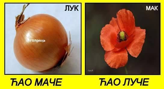 Naziv: luk.jpg, pregleda: 1013, veličina: 19,3 KB