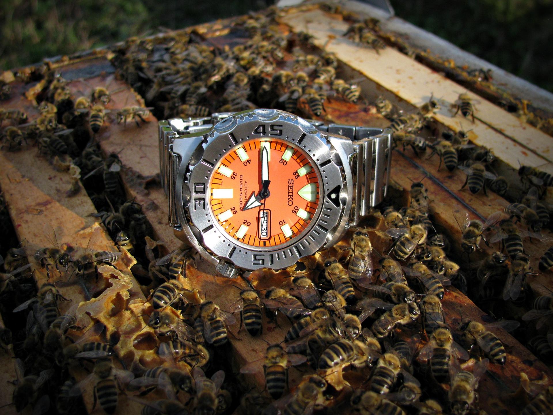 Naziv: IMG_3506 ....jpg, pregleda: 211, veličina: 373,2 KB