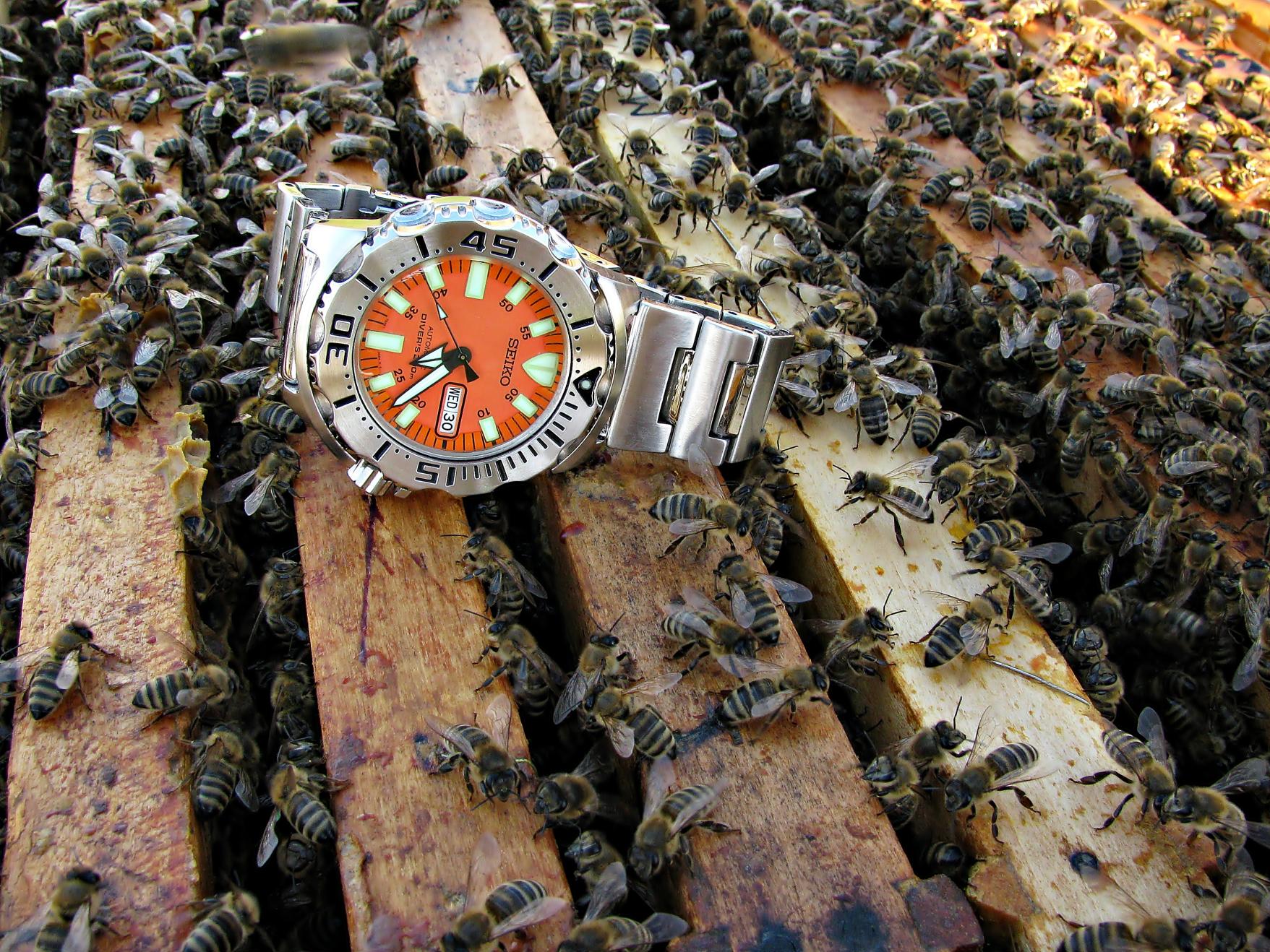 Naziv: IMG_3542 ...,.jpg, pregleda: 198, veličina: 502,4 KB