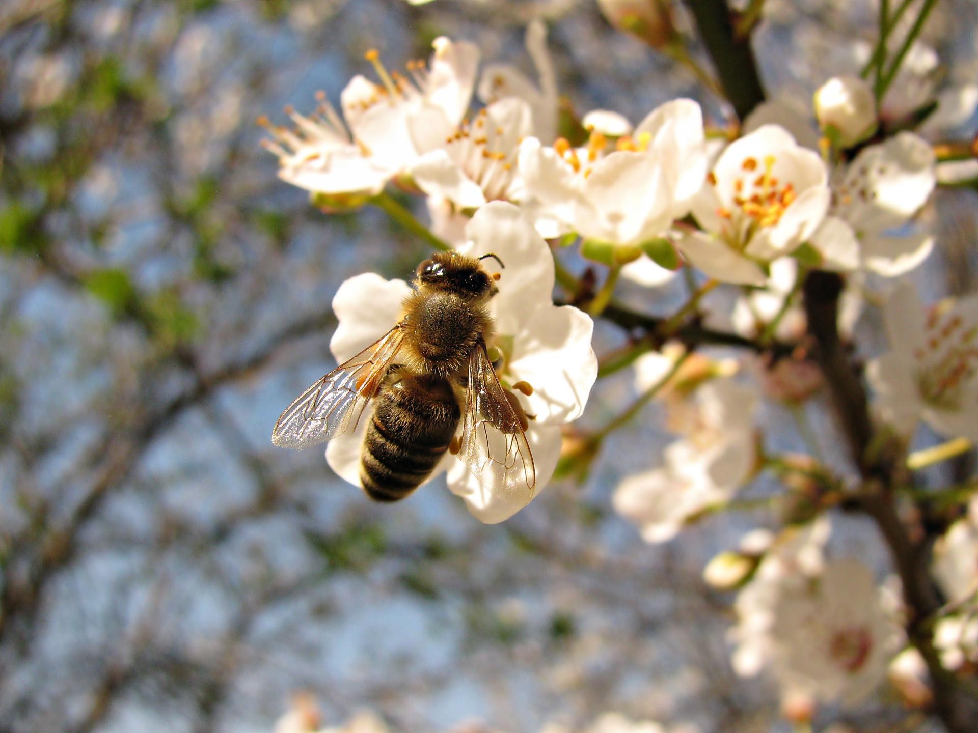 Naziv: IMG_6340 ...,.jpg, pregleda: 181, veličina: 217,0 KB