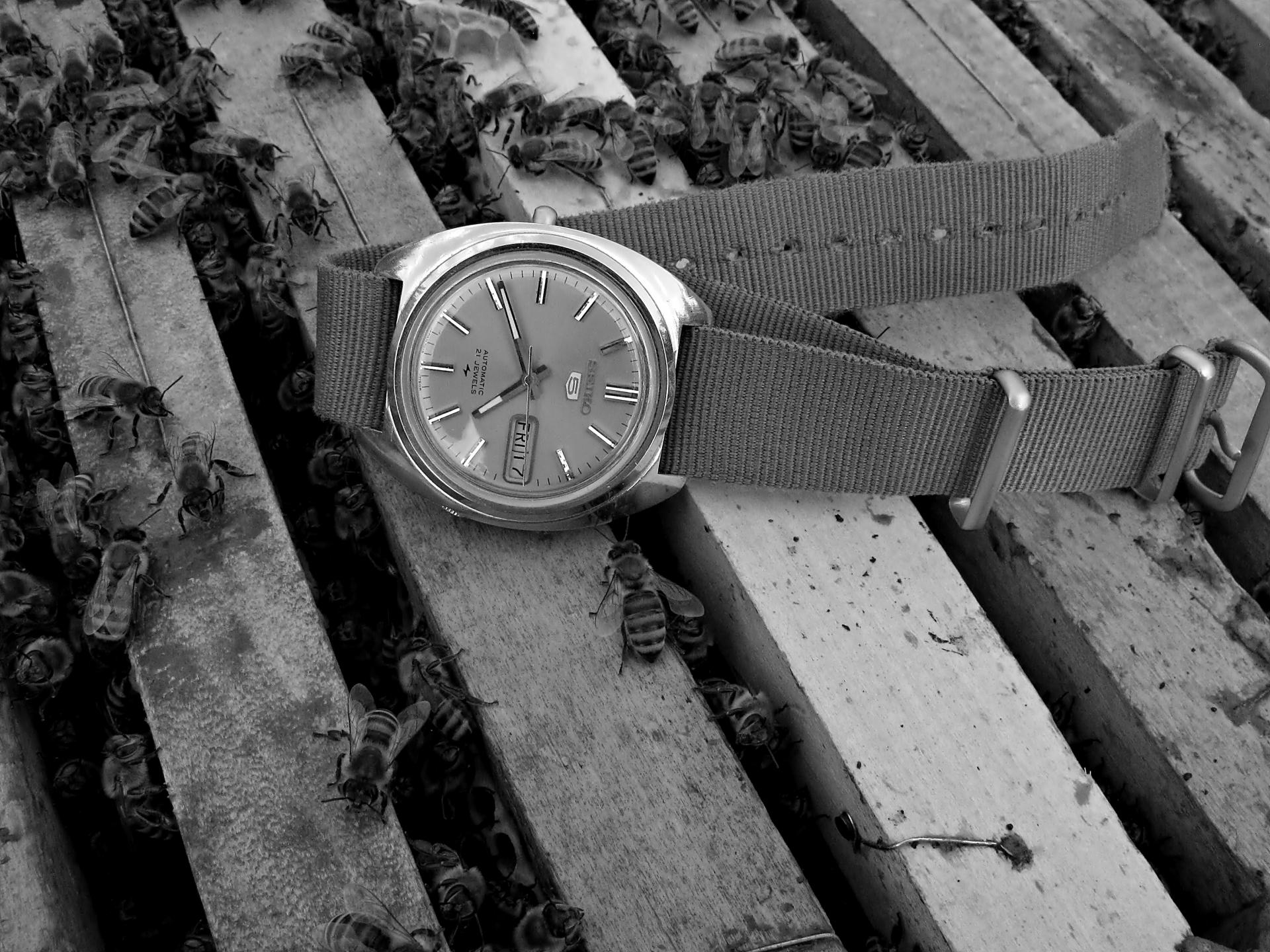 Naziv: IMG_3732 ....jpg, pregleda: 187, veličina: 426,0 KB