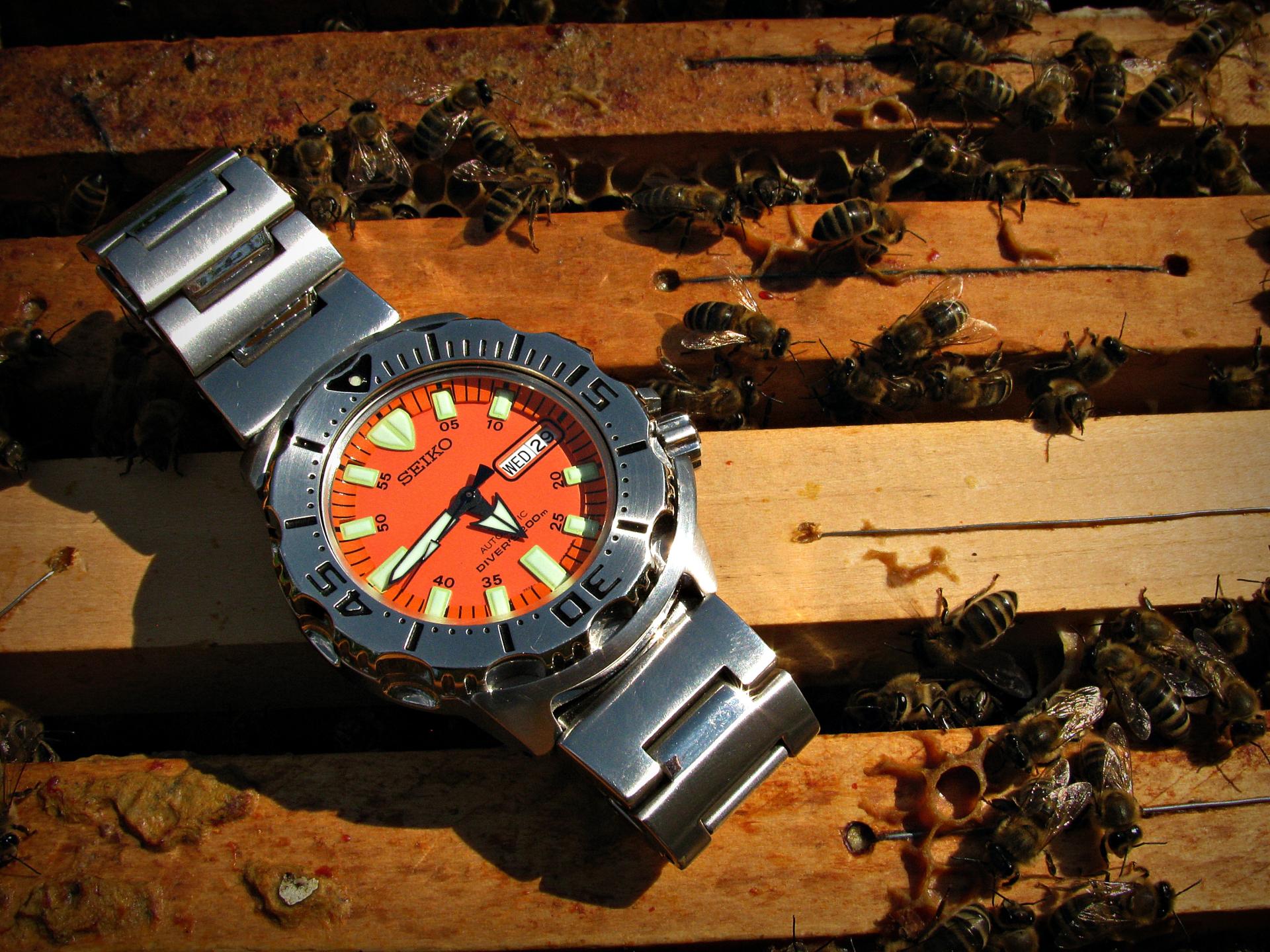 Naziv: IMG_3844 ....jpg, pregleda: 187, veličina: 413,0 KB