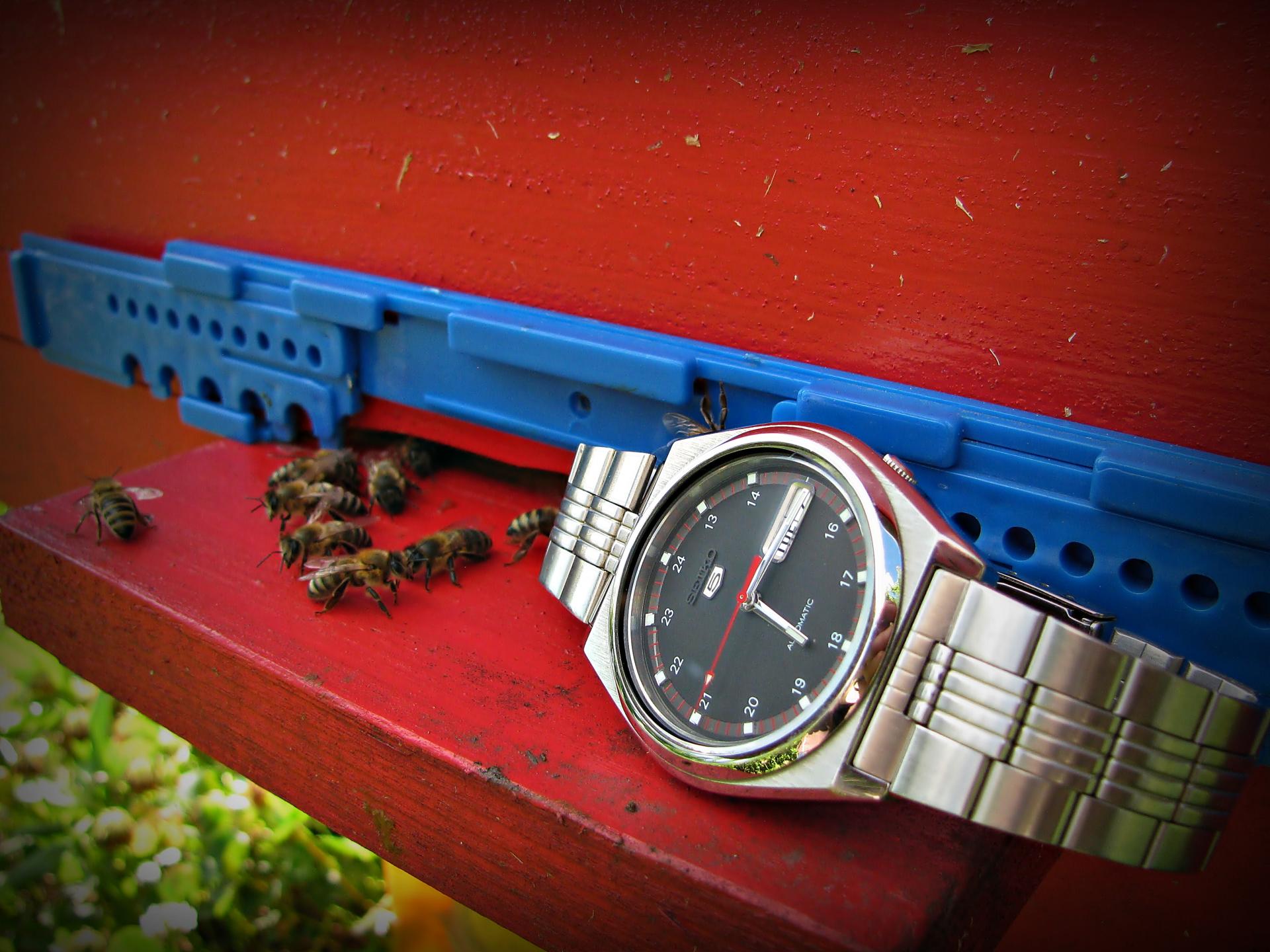 Naziv: IMG_3946 ....jpg, pregleda: 183, veličina: 268,4 KB