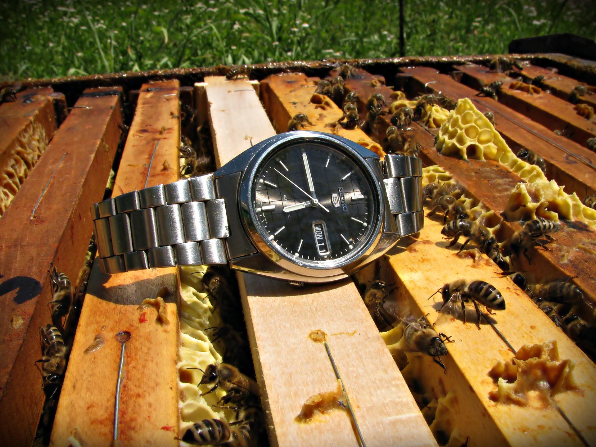 Naziv: IMG_3965 ....jpg, pregleda: 187, veličina: 371,8 KB