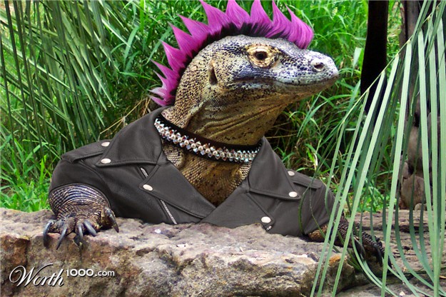 Naziv: 1293556202_punk-a-pet-2_1001.jpg, pregleda: 125, veličina: 125,0 KB