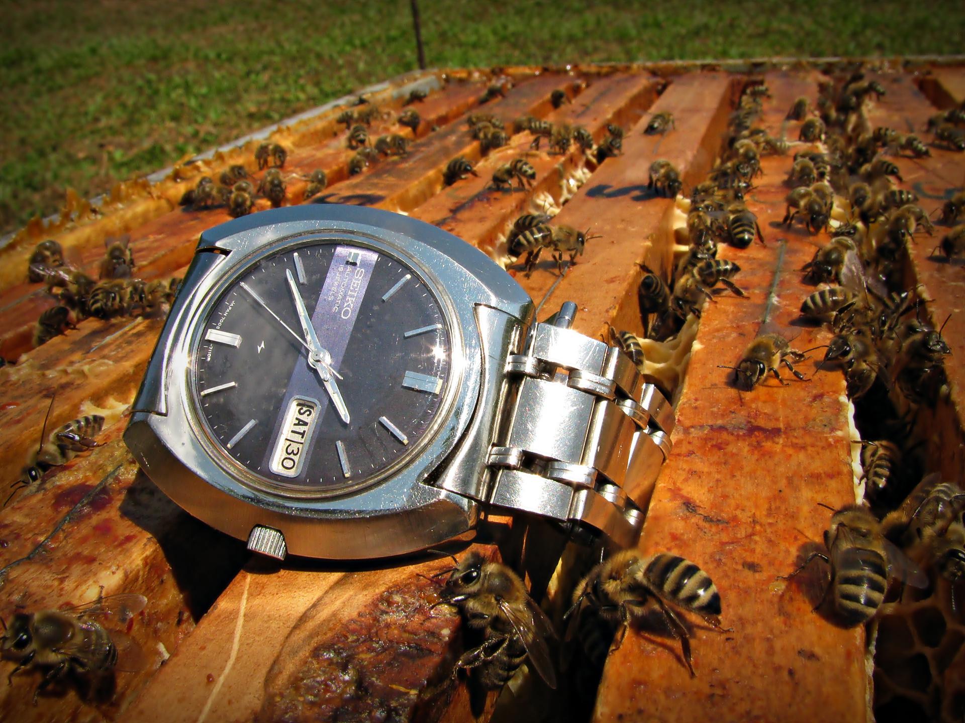 Naziv: IMG_4129 ....jpg, pregleda: 194, veličina: 375,2 KB