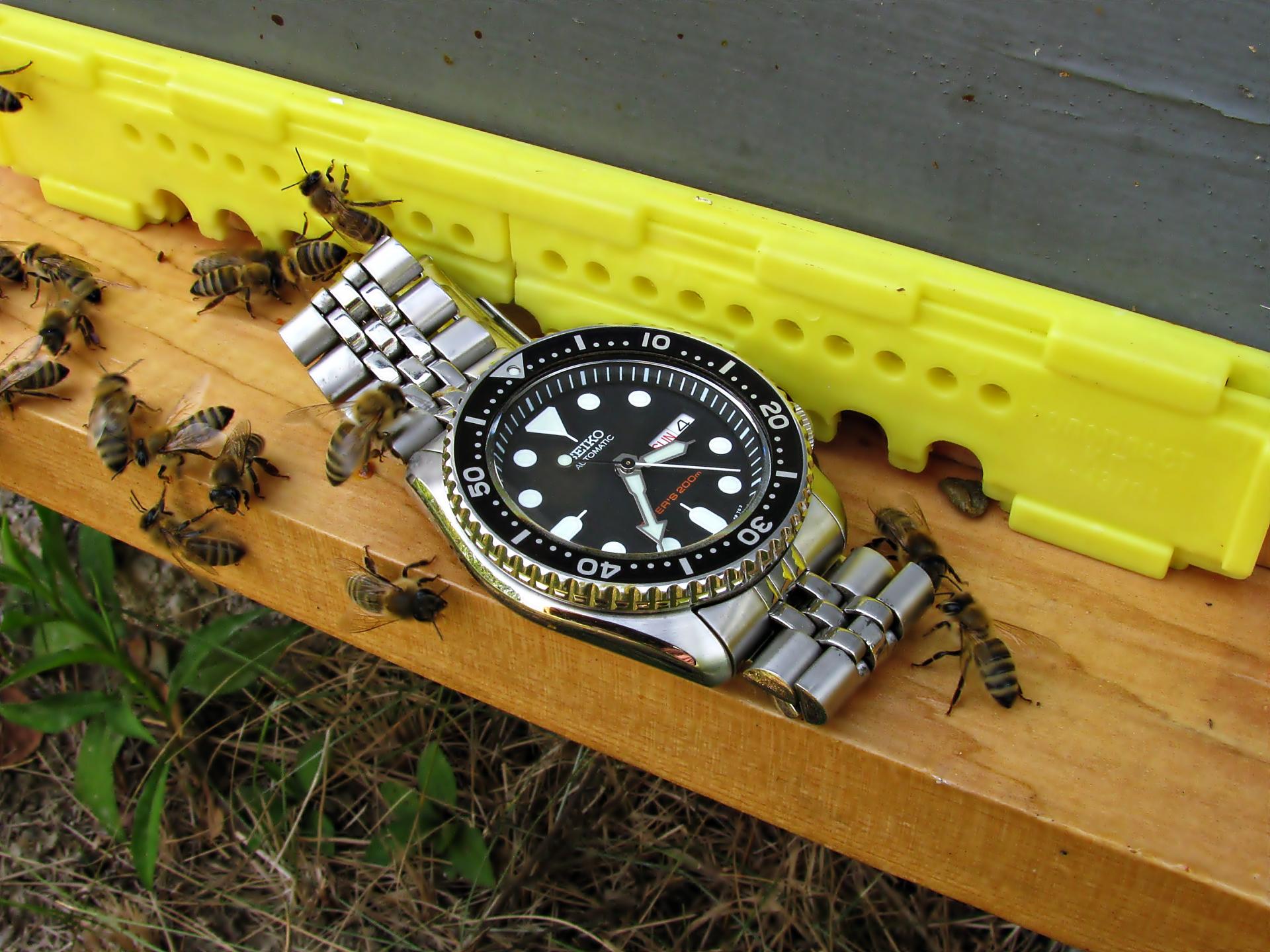 Naziv: IMG_4667 ....jpg, pregleda: 276, veličina: 302,3 KB