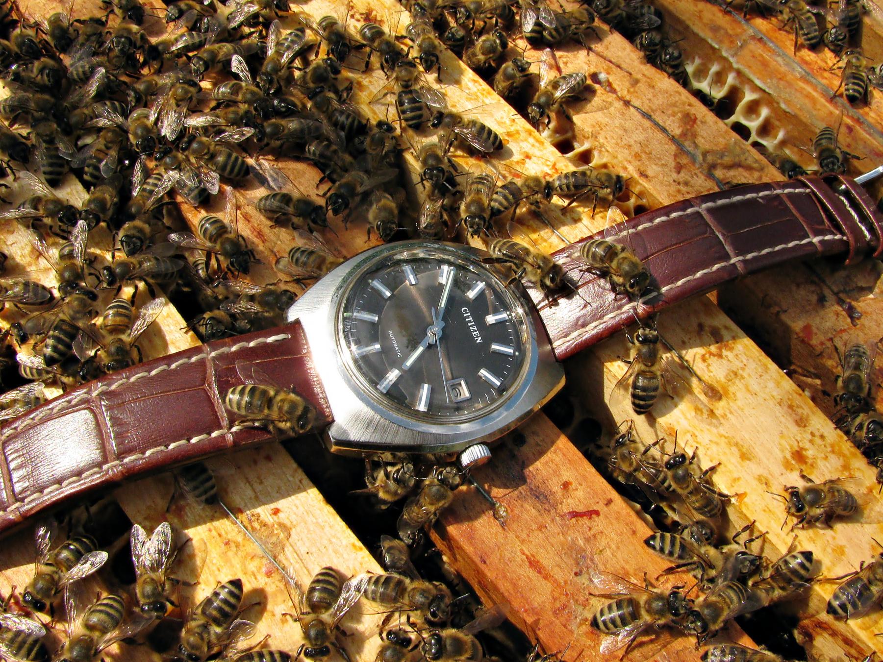 Naziv: IMG_4271 ....jpg, pregleda: 266, veličina: 500,5 KB