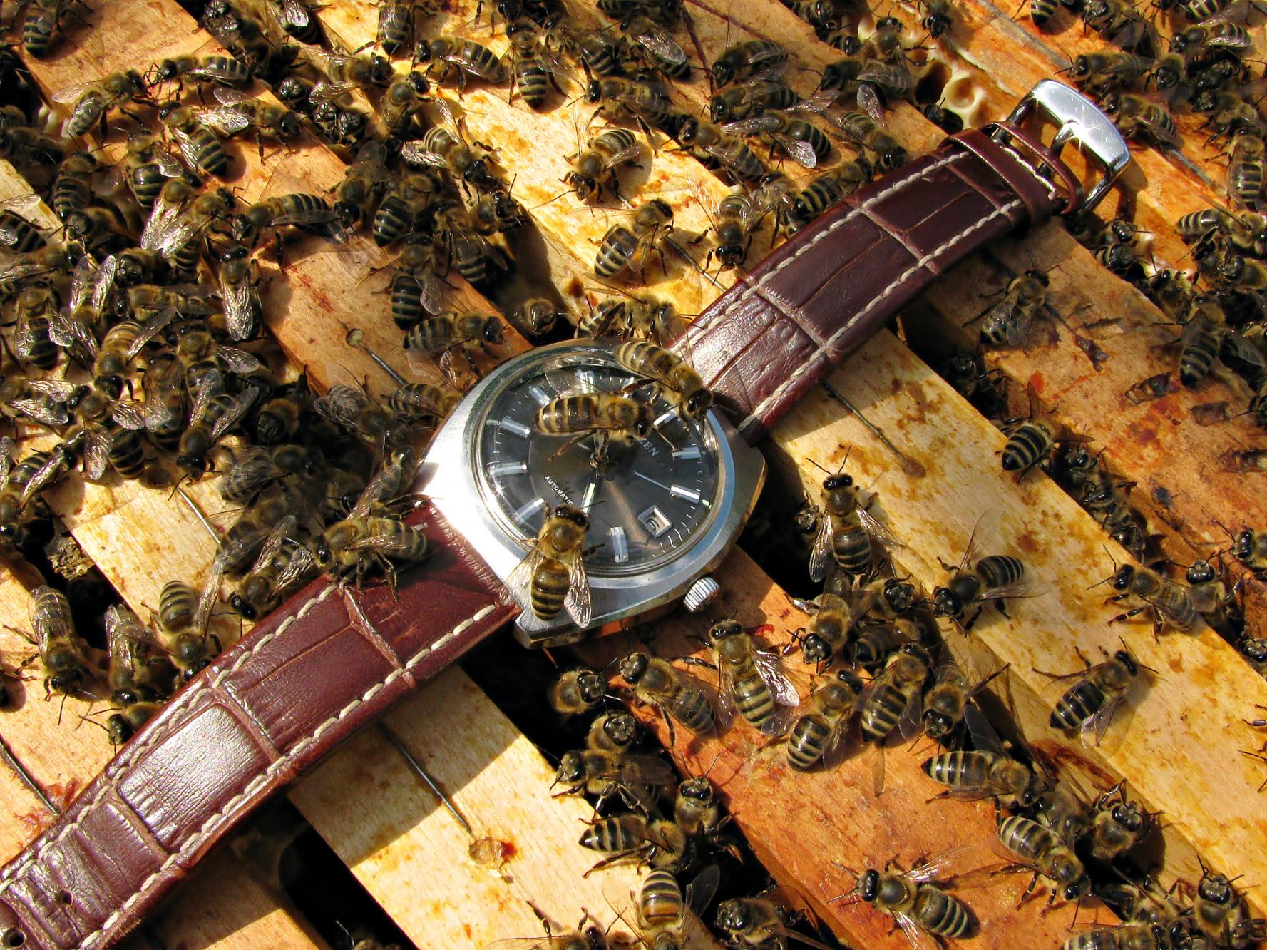 Naziv: IMG_4270 ....jpg, pregleda: 220, veličina: 504,0 KB