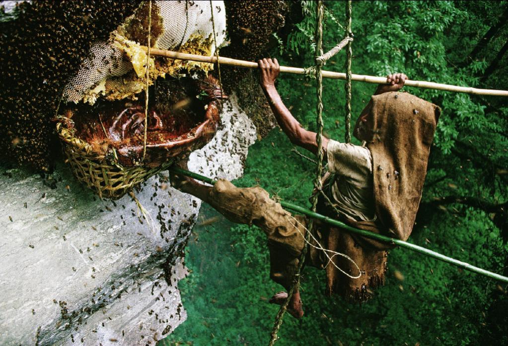 Naziv: blog_Honey-collecting-in-Nepal.jpg, pregleda: 219, veličina: 170,9 KB